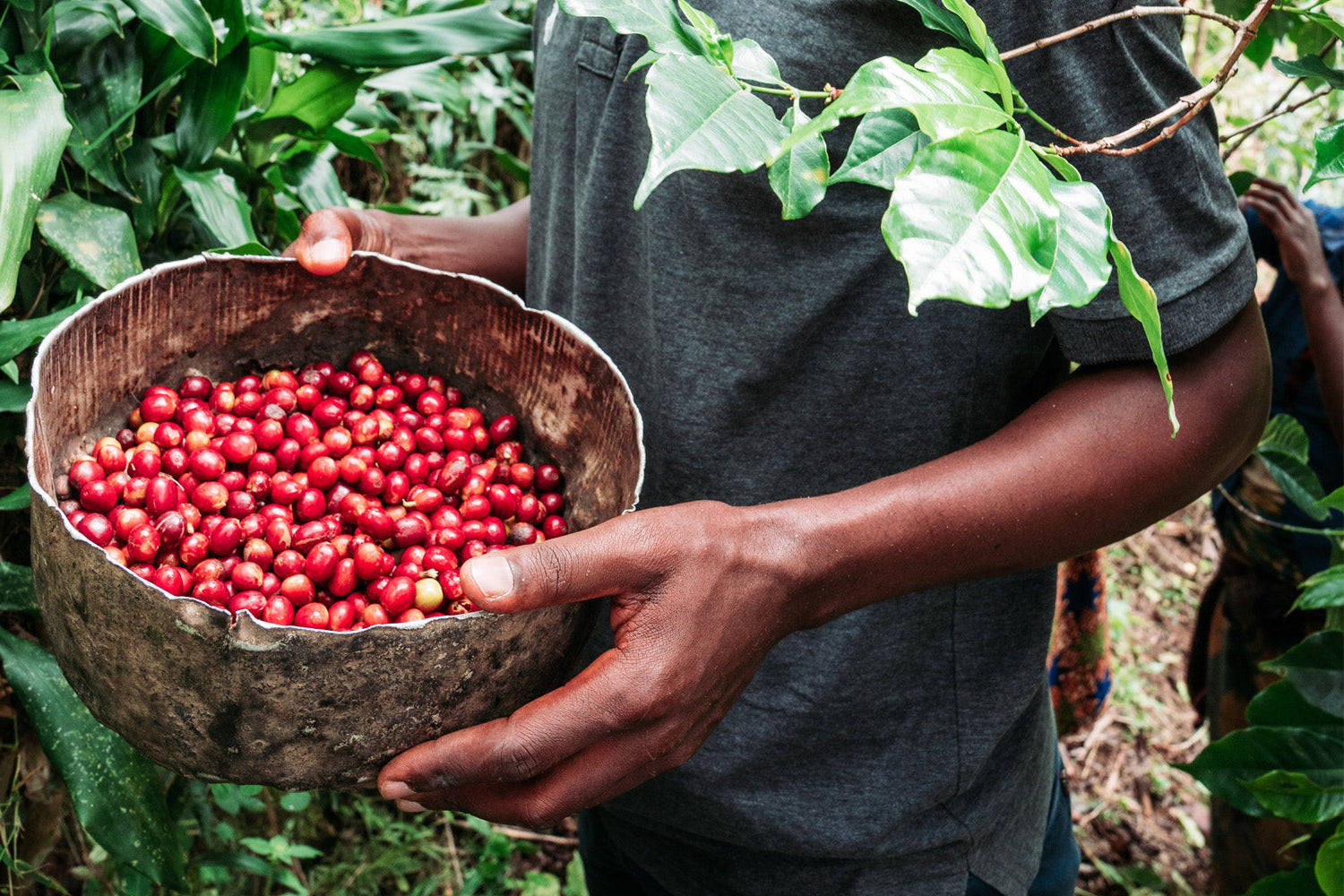 Person holding a bowl of red coffee beans in a coffee plantation