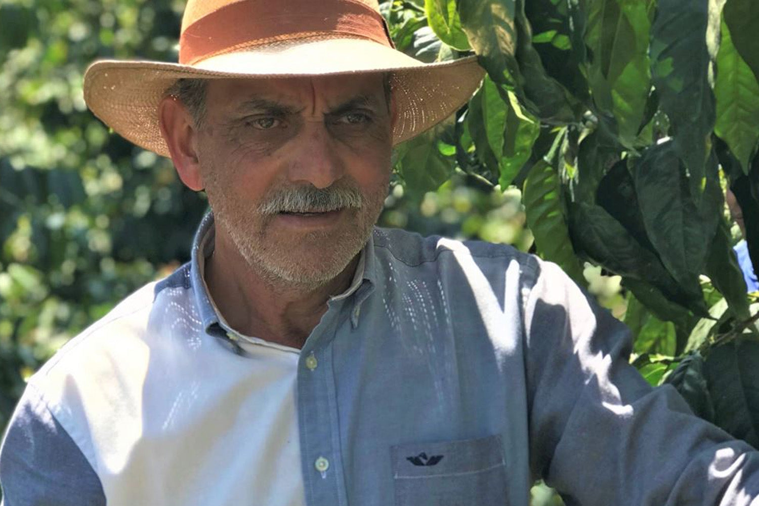 Man wearing a straw hat and blue shirt in a green outdoor setting at coffee farm.